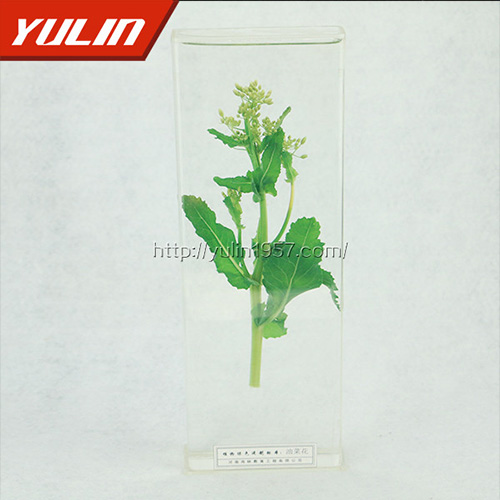 油菜花標(biāo)本