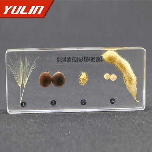 植物種子傳播方式包埋標(biāo)本