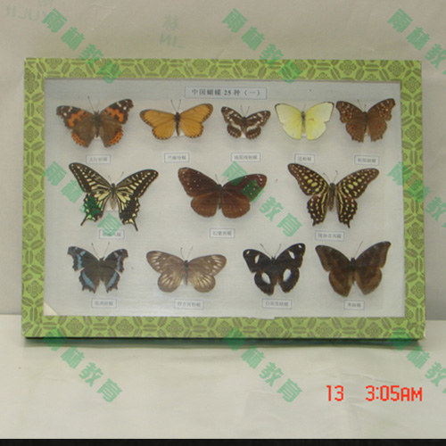 蝴蝶標(biāo)本