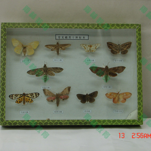 常見(jiàn)昆蟲套裝標(biāo)本