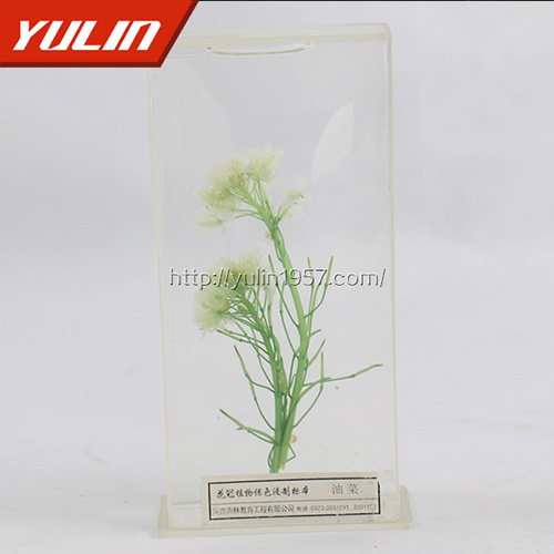 植物保色及植物浸制標本