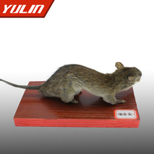 褐家鼠標(biāo)本