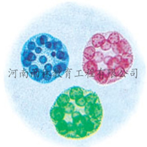 運動系統(tǒng)塑化標本