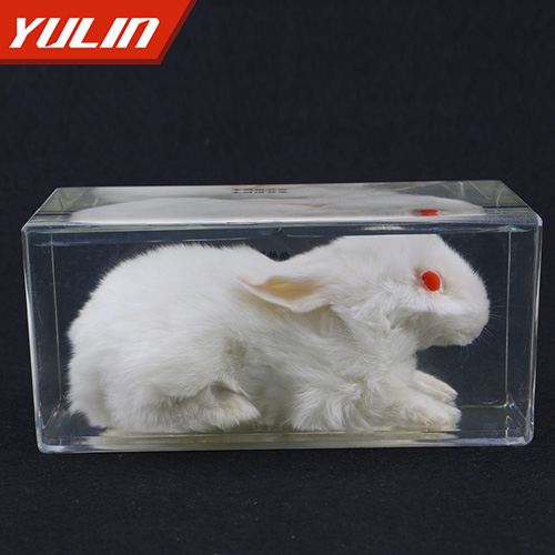 兔外形包埋標(biāo)本