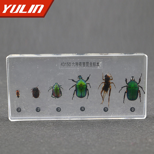有害昆蟲(chóng)包埋標(biāo)本