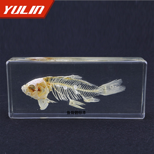 魚(yú)骨骼包埋標(biāo)制作