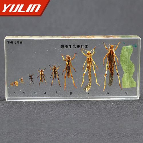 蝗蟲(chóng)生活史包埋標(biāo)本
