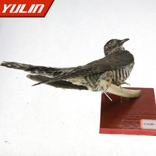 大杜鵑標(biāo)本