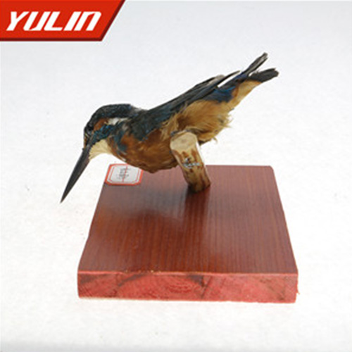普通翠鳥標(biāo)本