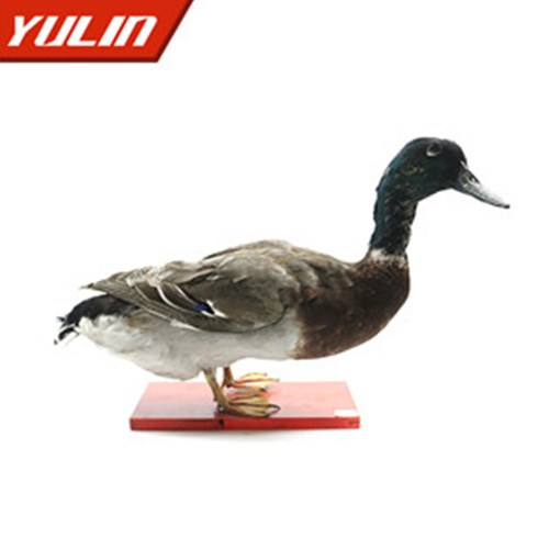 綠頭鴨標(biāo)本
