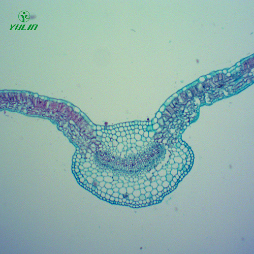中藥植物全草葉橫切