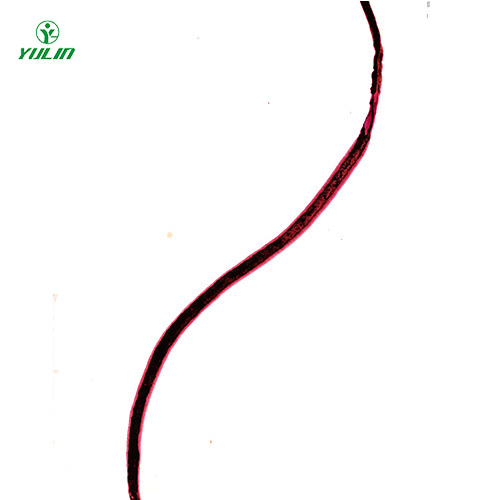 血吸蟲雌蟲裝片