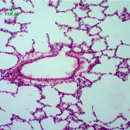 組織學呼吸系統(tǒng)顯微玻片