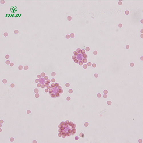 免疫學(xué)生物實驗玻片標(biāo)本