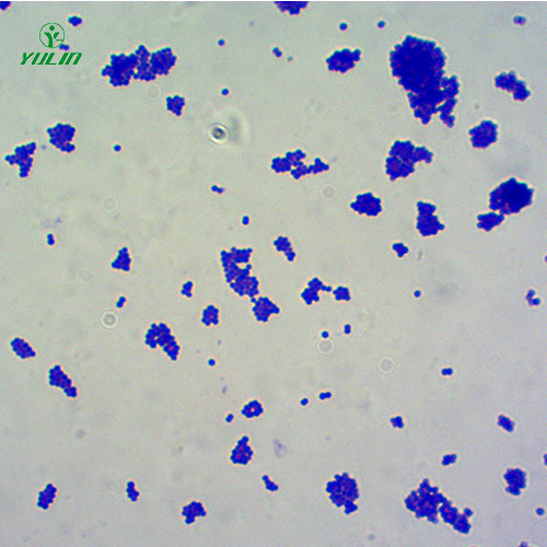 球菌生物顯微實驗玻片