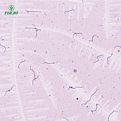 細菌、真菌類生物標本片