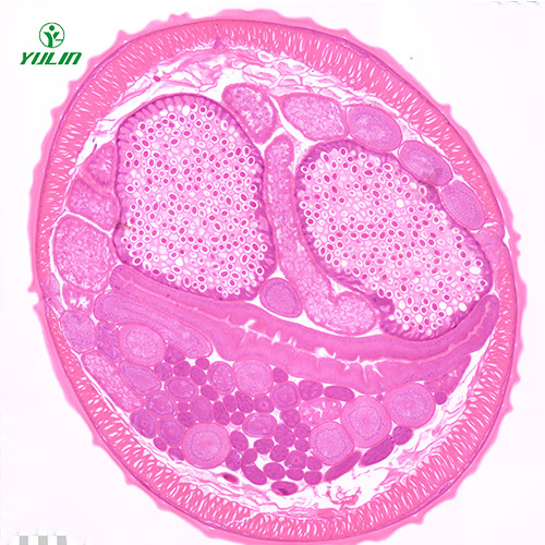 線蟲(chóng)動(dòng)物生物學(xué)實(shí)驗(yàn)切片