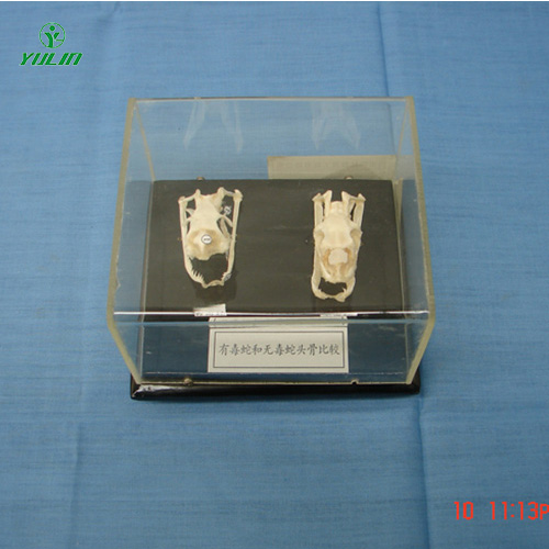 蛇頭骨標(biāo)本