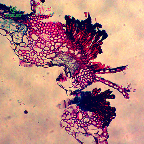水稻、麥類植物病害玻片